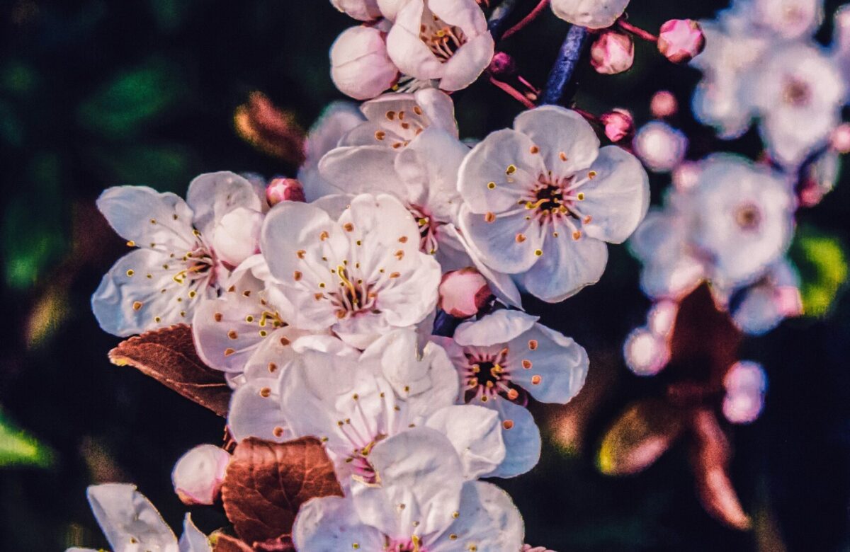 La primavera la sangre altera