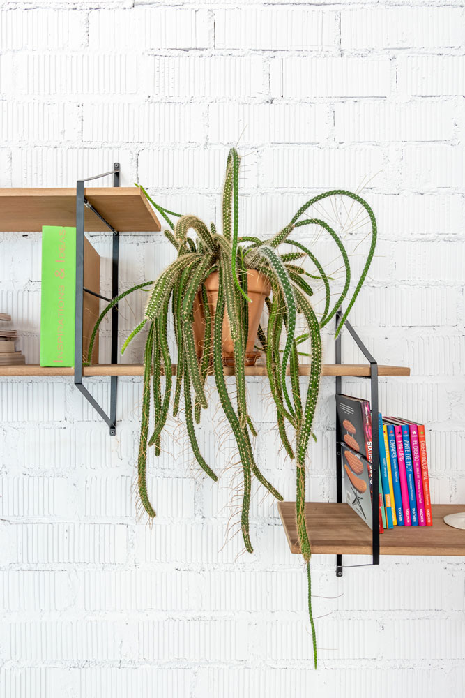 Foto cactus y estantería de libros